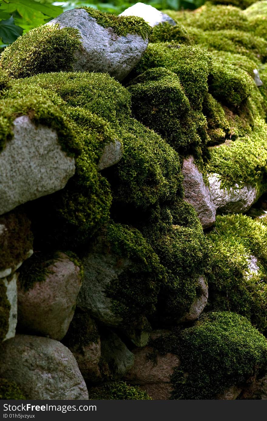 Rock Wall Under Moss