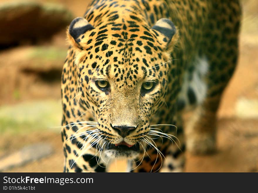 Leopard is looking, the charismatic face and ferocious eye