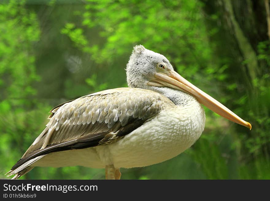 A pelican is any of several very large water birds with a distinctive pouch under the beak belonging to the bird family Pelecanidae.