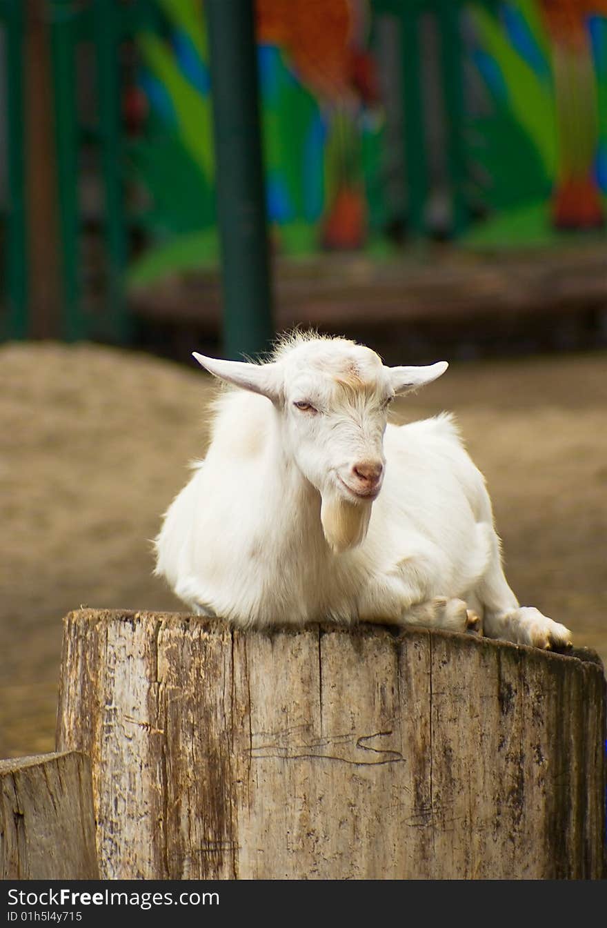 White Boer goat kid  on a stump in the barnyard