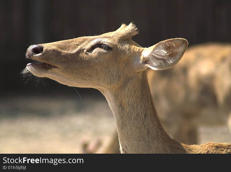 Antelope on the safari. Portrait