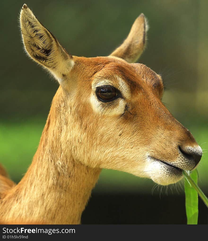 Deer stroling around and looked so innocent