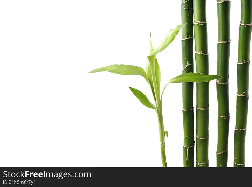 Bamboo