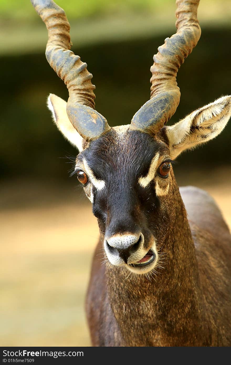 Blackbuck