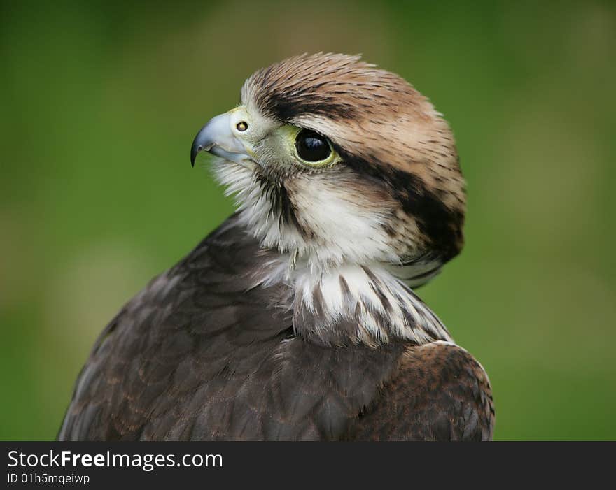 Lanner Falcon