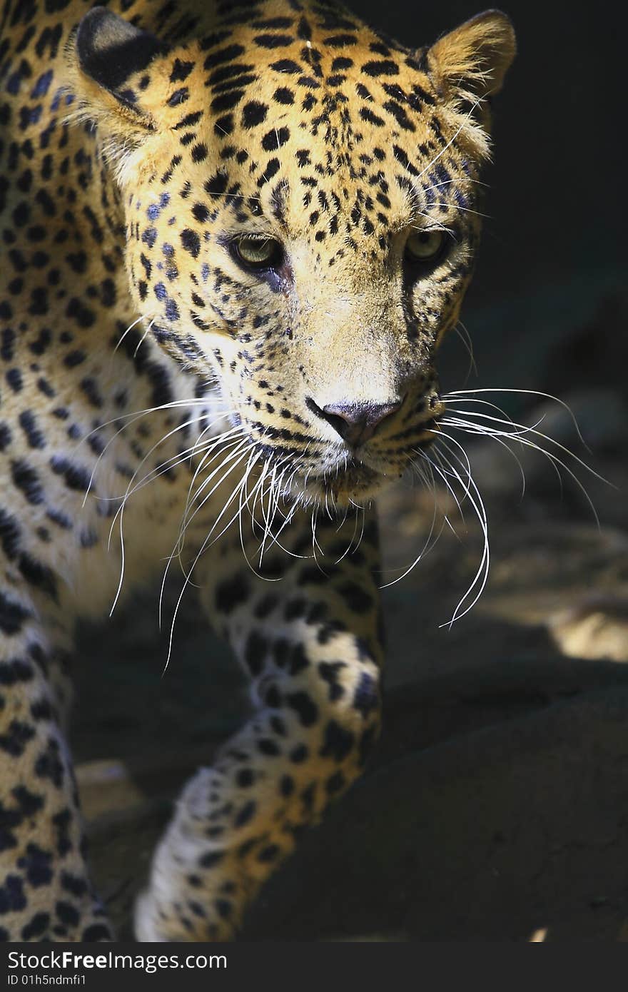 Leopard is looking, the charismatic face and ferocious eye