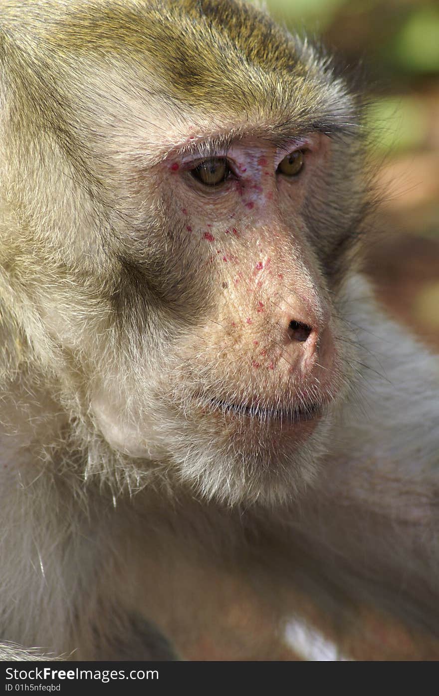 Monkey portrait