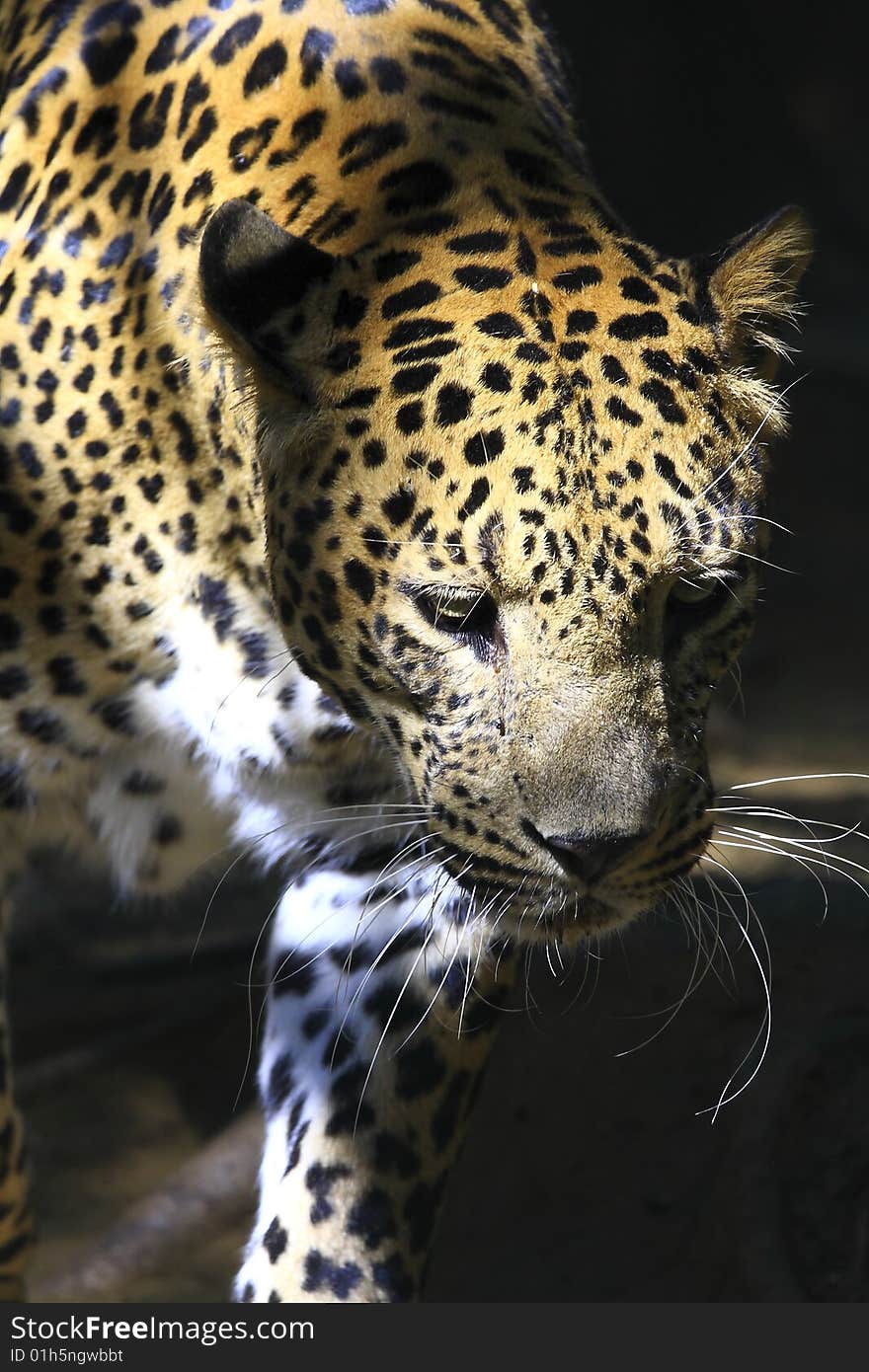 Leopard is looking, the charismatic face and ferocious eye