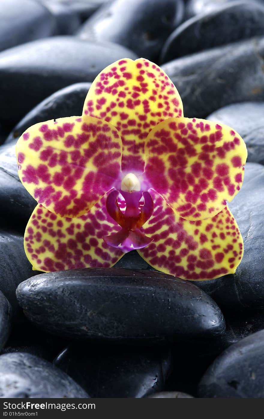 Orchid