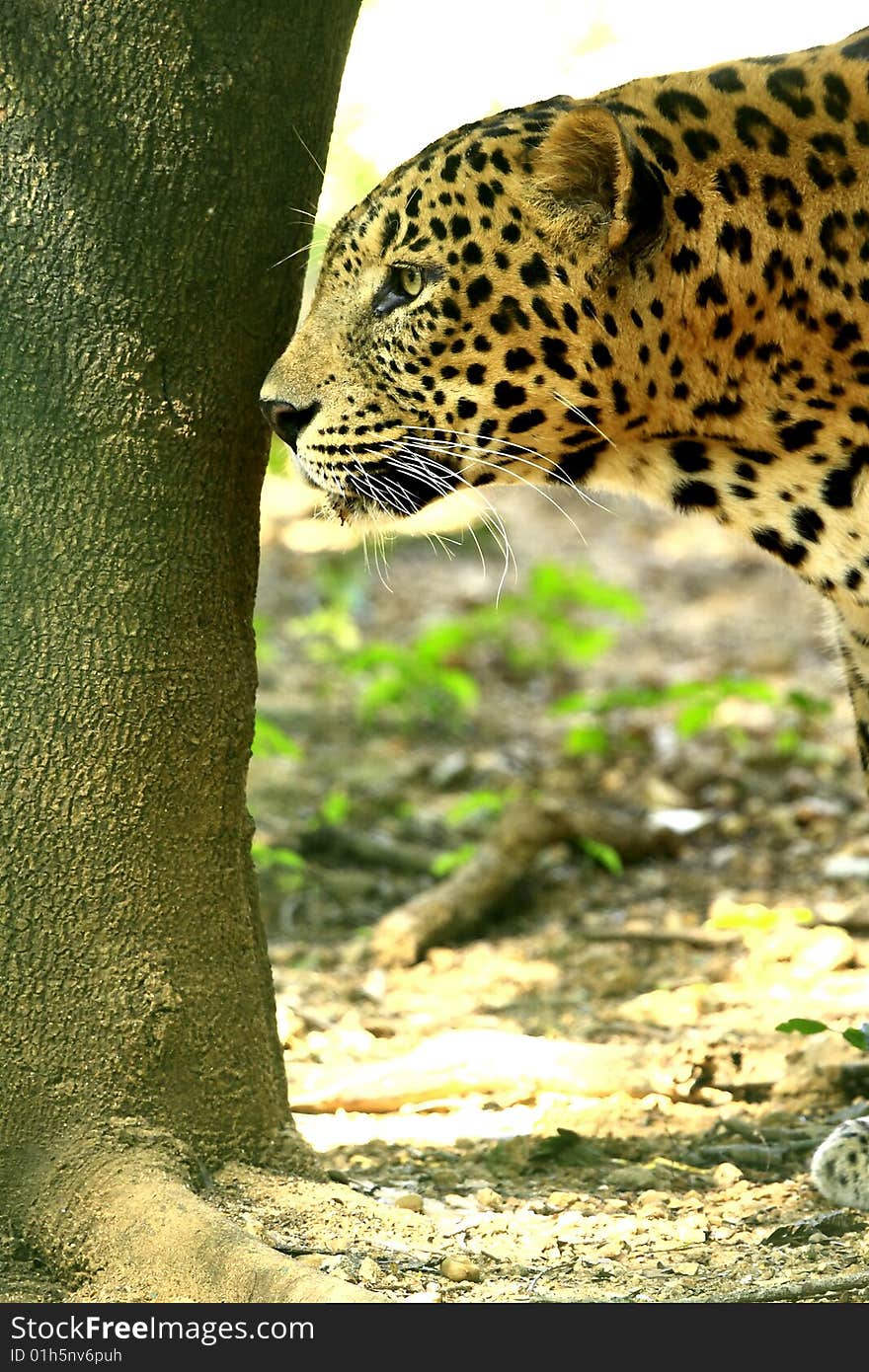 Leopard is looking, the charismatic face and ferocious eye