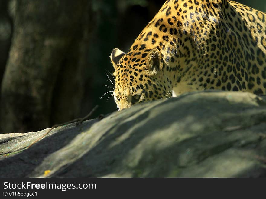 Leopard is looking, the charismatic face and ferocious eye