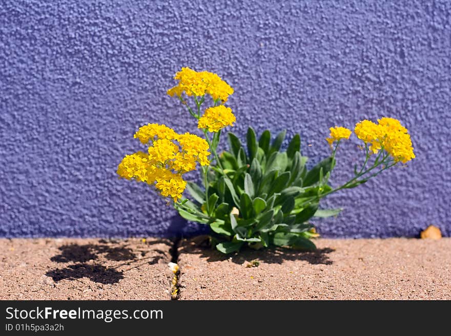 Draba aizoides - indeciduous spring flowers on a wall