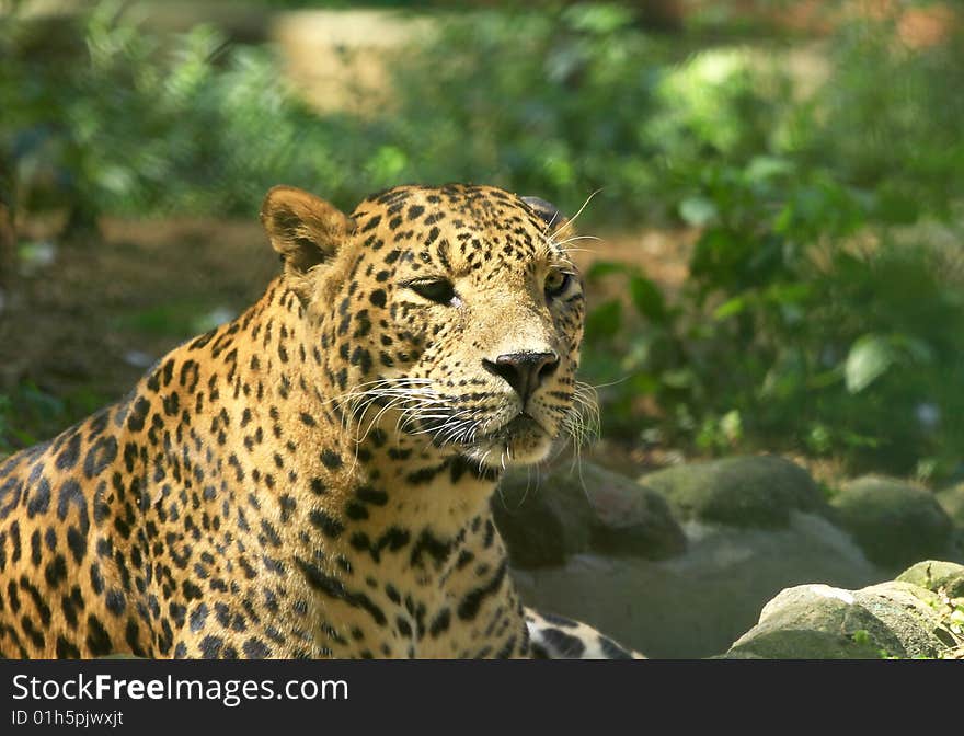 Leopard is looking, the charismatic face and ferocious eye