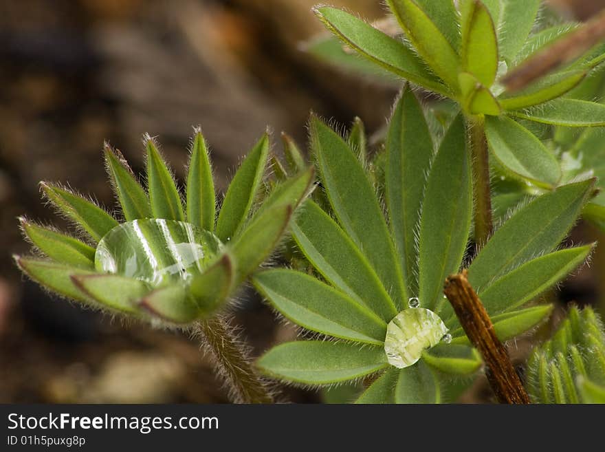 Water droplets caught in flower