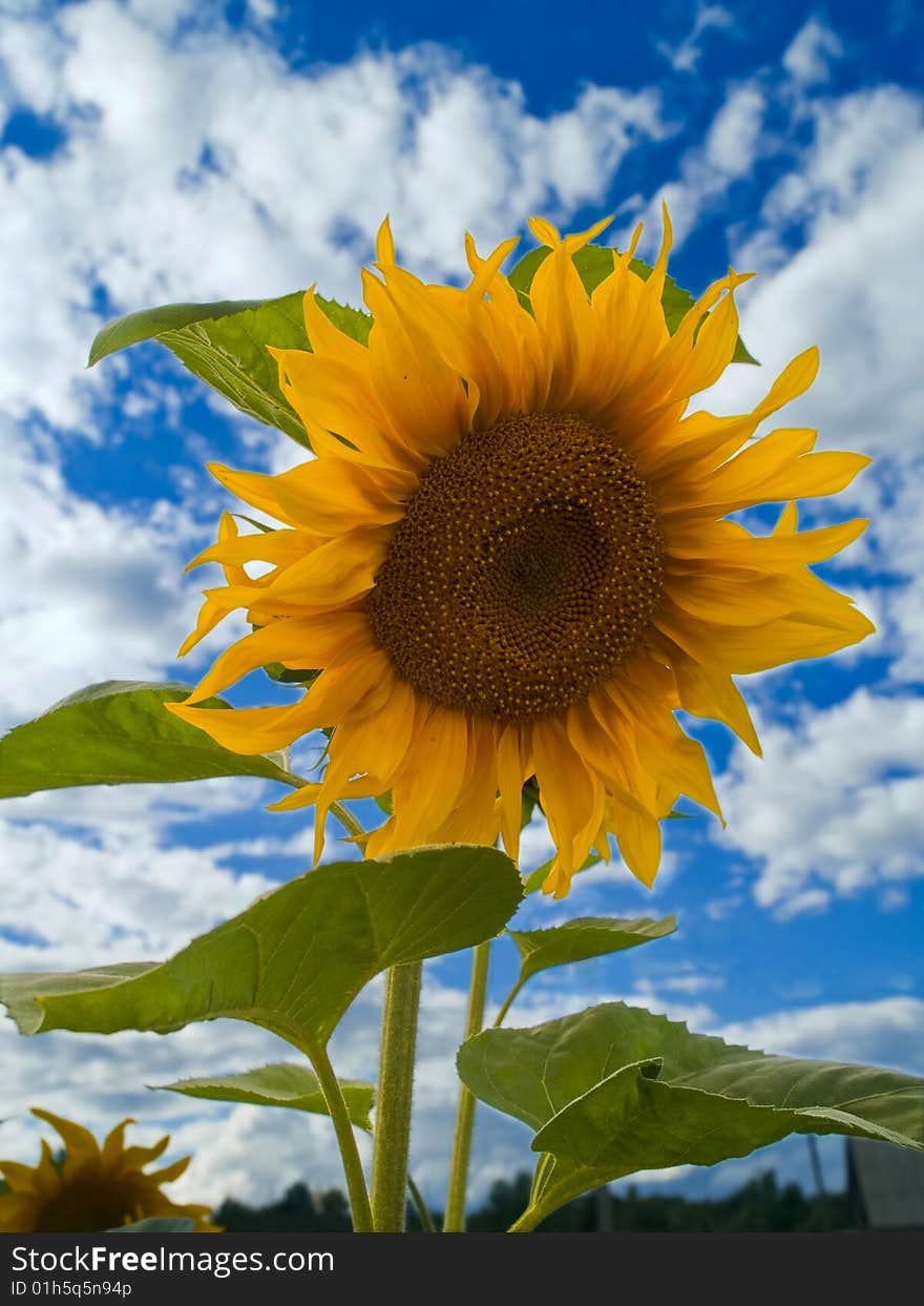 Sunflower over sky