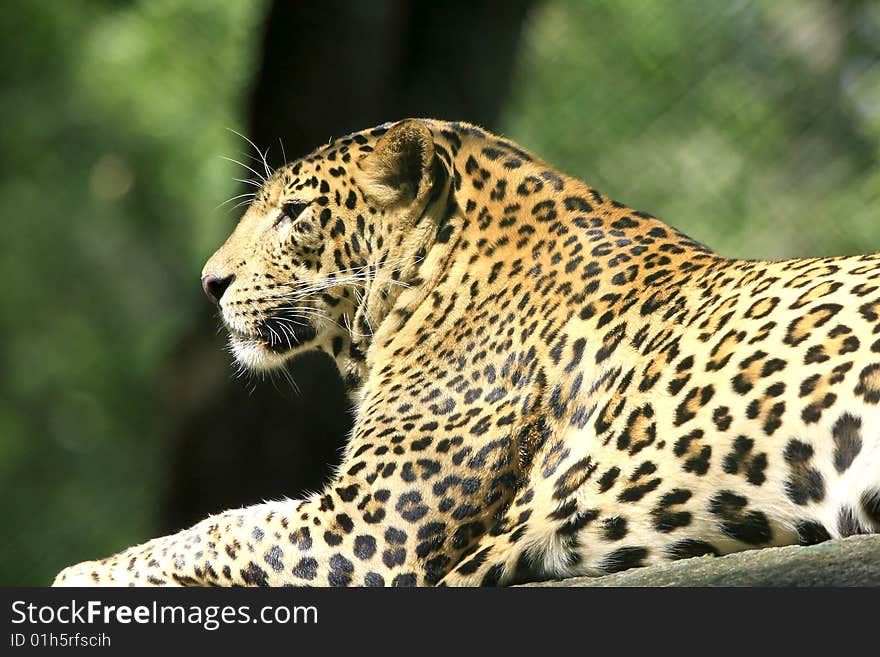 Leopard is looking, the charismatic face and ferocious eye