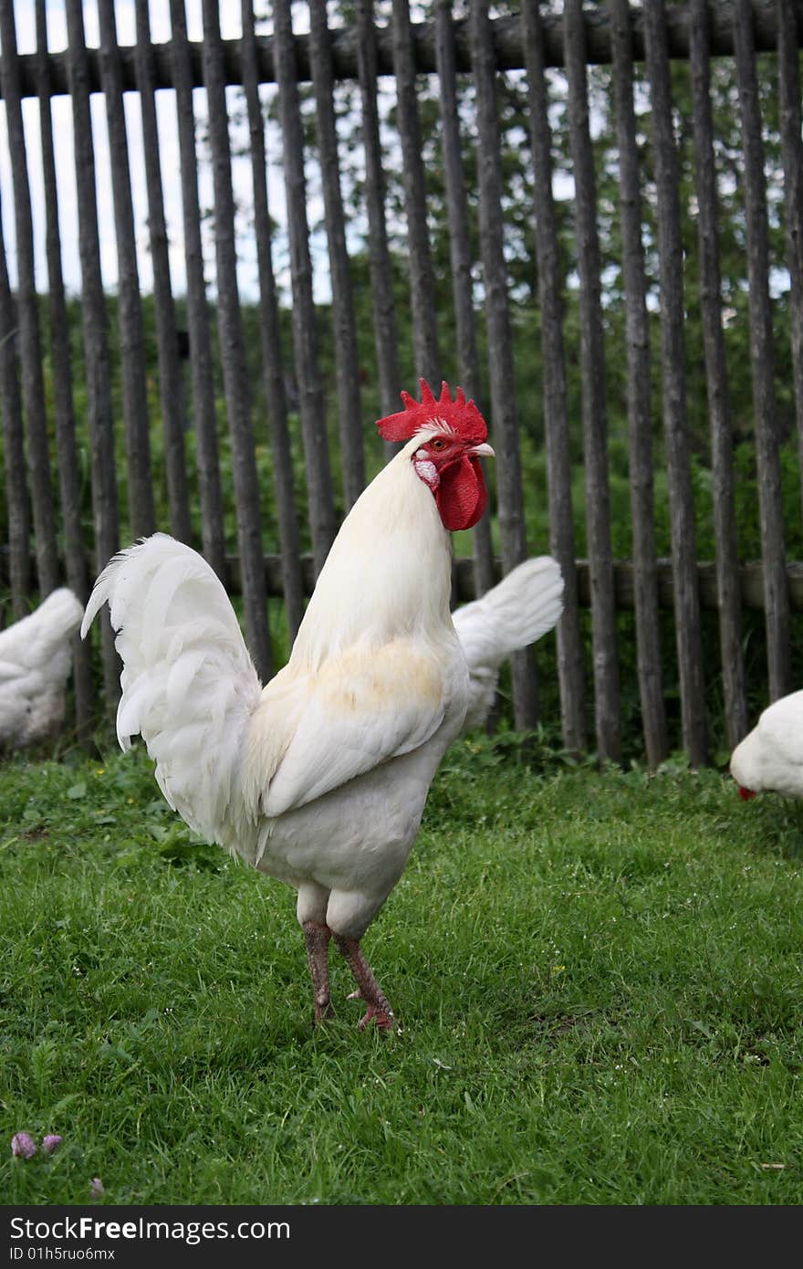 The rooster protects the hens observing of them. The rooster protects the hens observing of them.