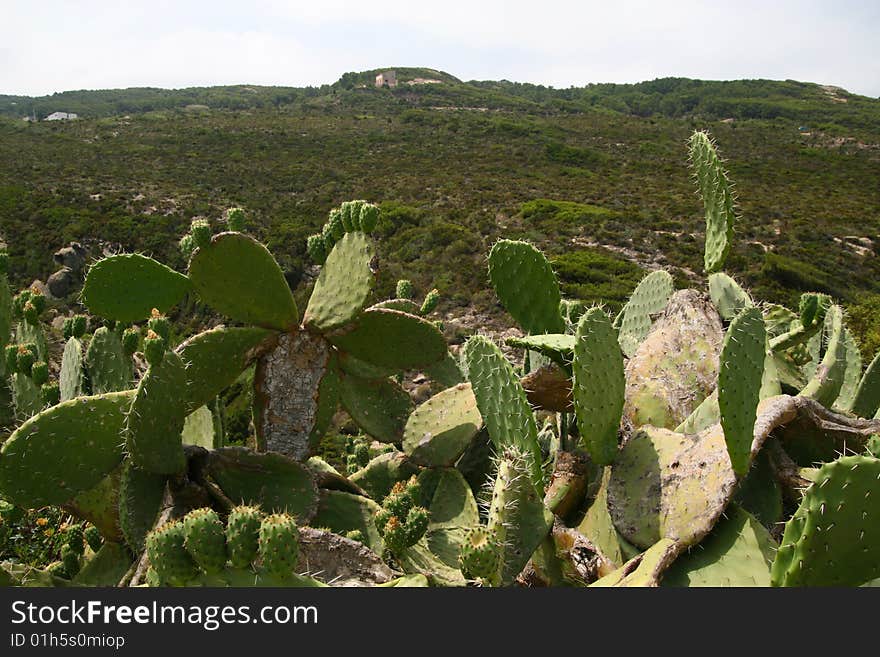 Cactus