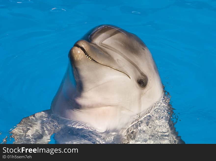 Dolphin