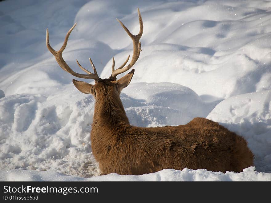 Male deer resting on the snow. Male deer resting on the snow