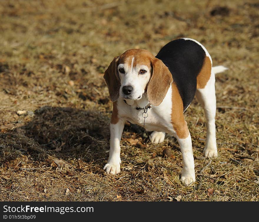 Alert Beagle