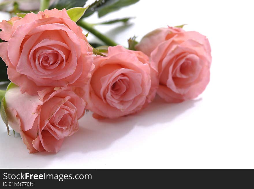 Pink rose blossoms on white background