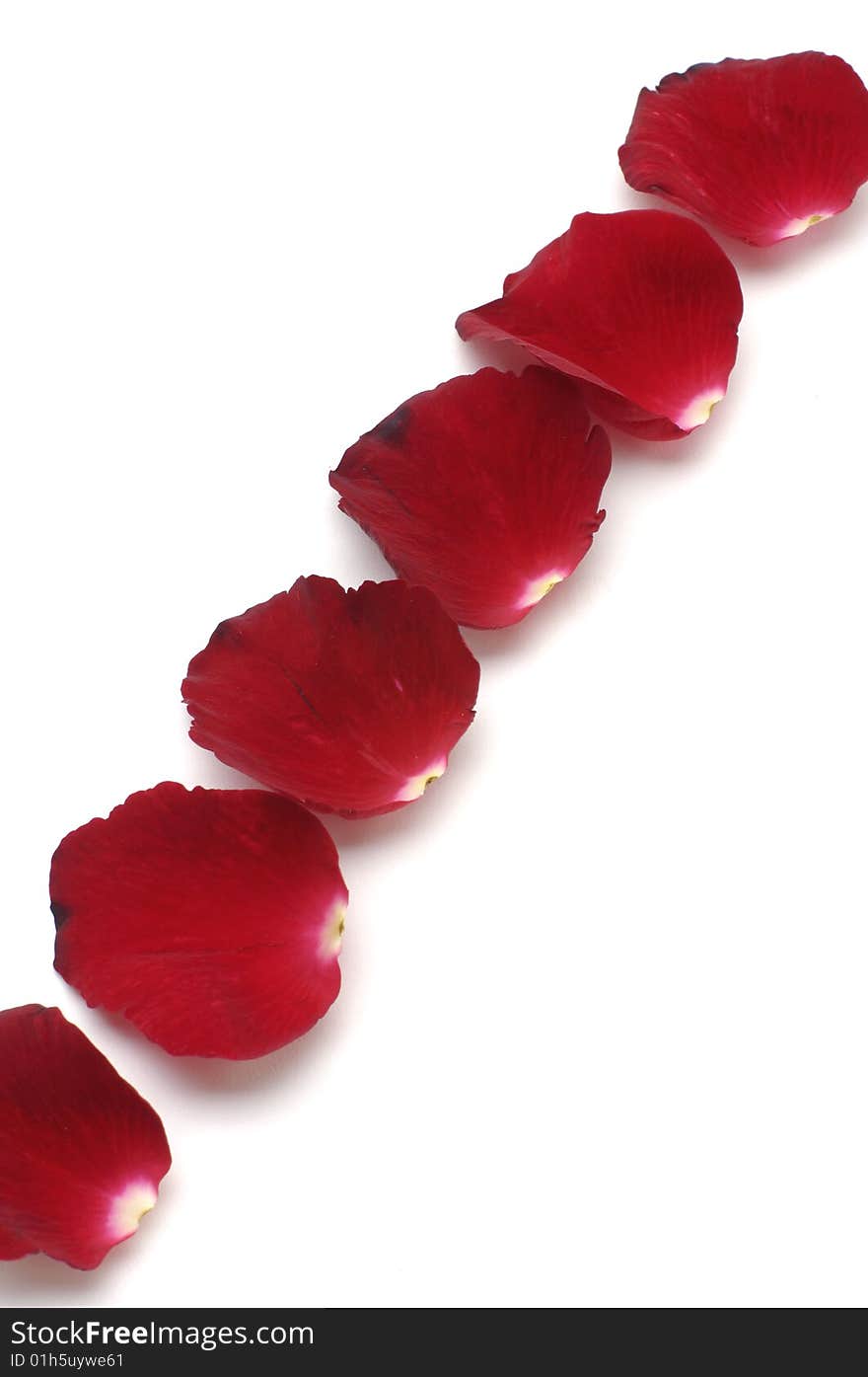 Row of red petals on white. Row of red petals on white