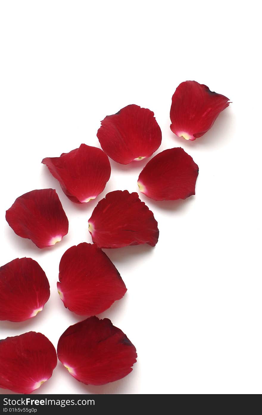 Row of red petals on white. Row of red petals on white