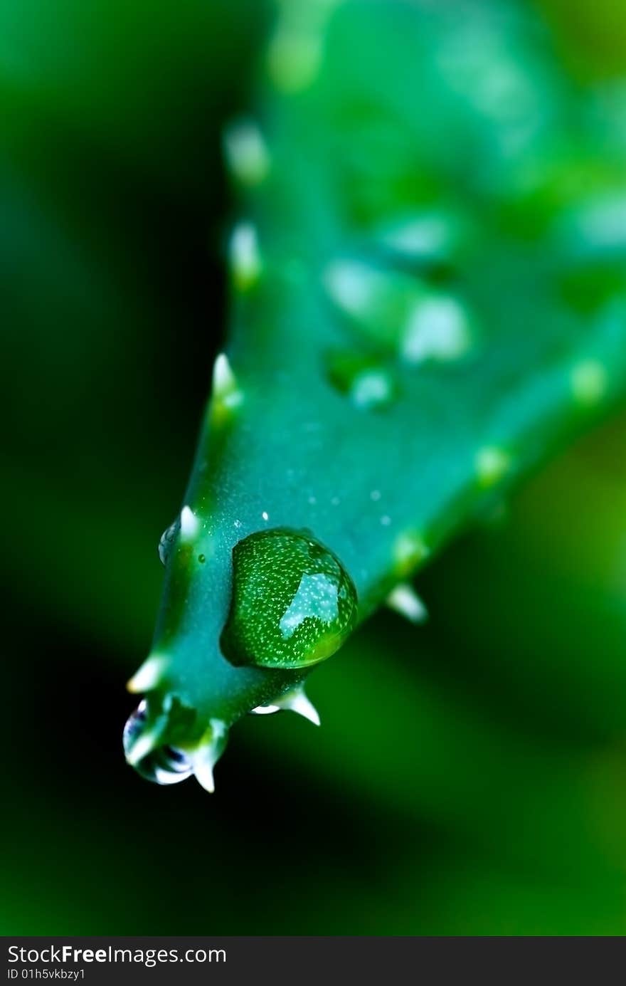 Green sheet of aloe , background with raindrops. close up . Green sheet of aloe , background with raindrops. close up .