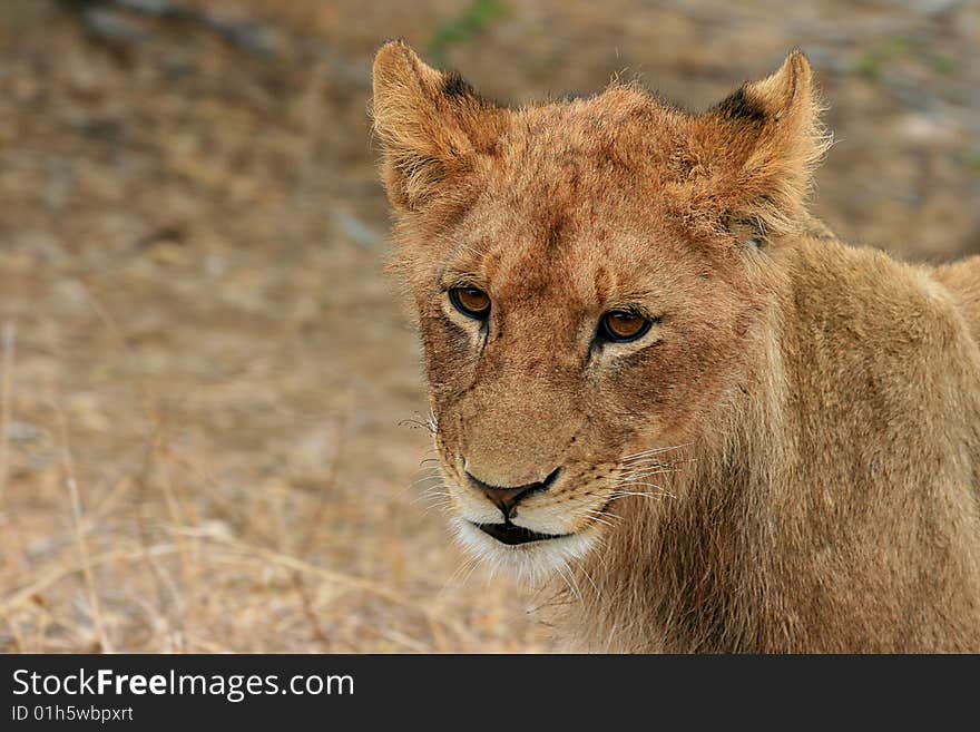 A photo of a lion in the Kruger National Park located in South Africa. A photo of a lion in the Kruger National Park located in South Africa