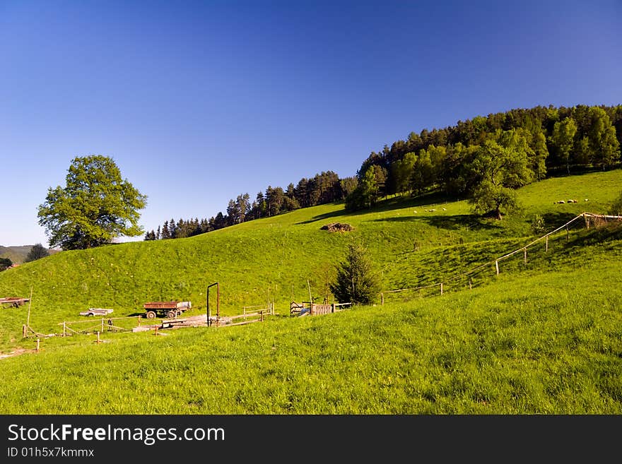 Summer Landscape