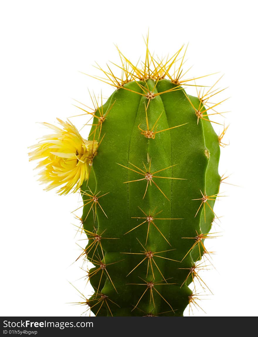 Cactus with flowers, isolated on white