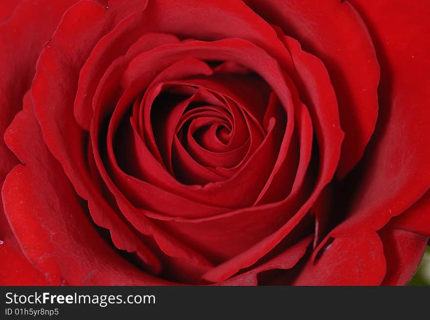 Macro image of dark red rose