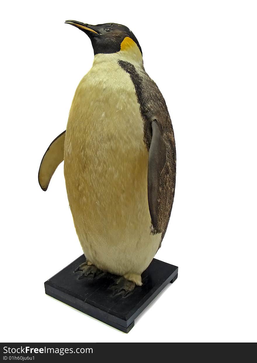 Model of the big penguin