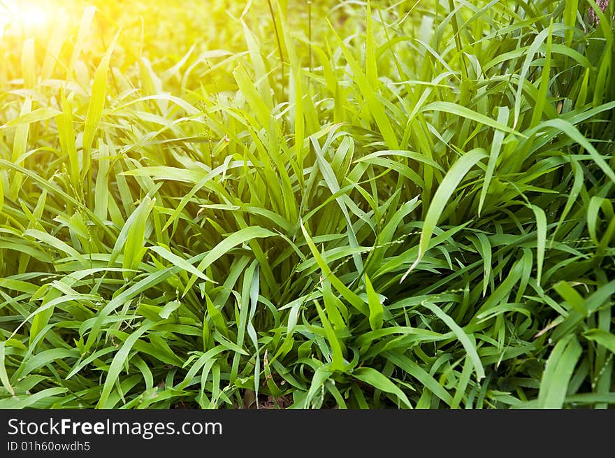 Fresh green grass, shallow DoF