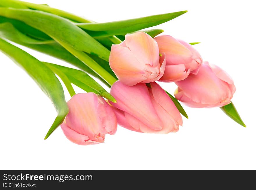 Pink tulips