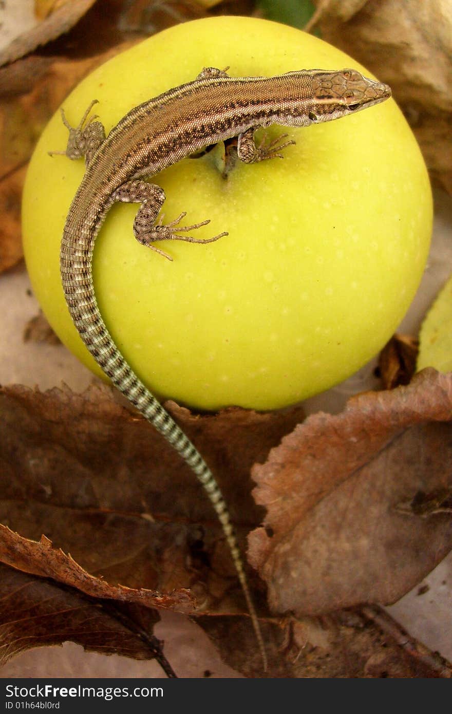 A lizard on an apple.