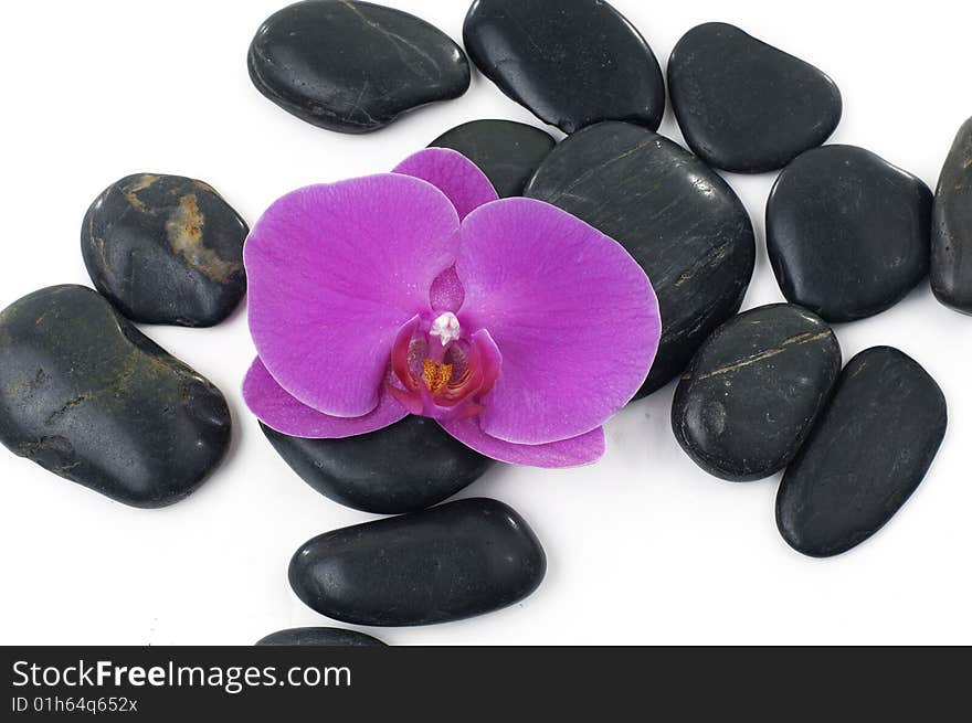 Beautiful orchid petal and pebbles