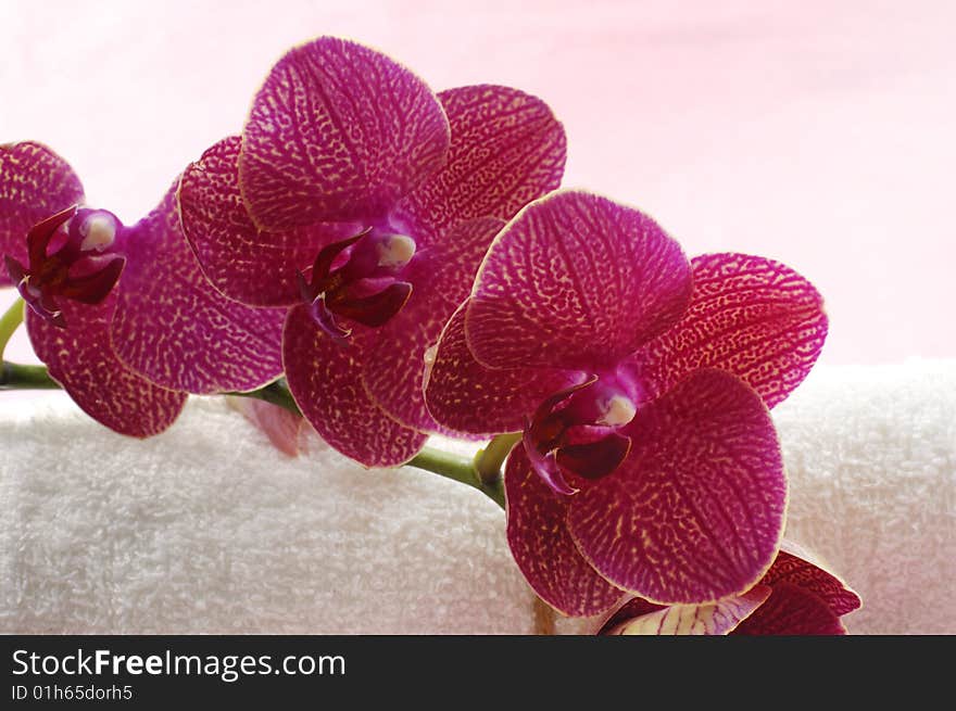 Bouquet of orchids in vase isolated on white