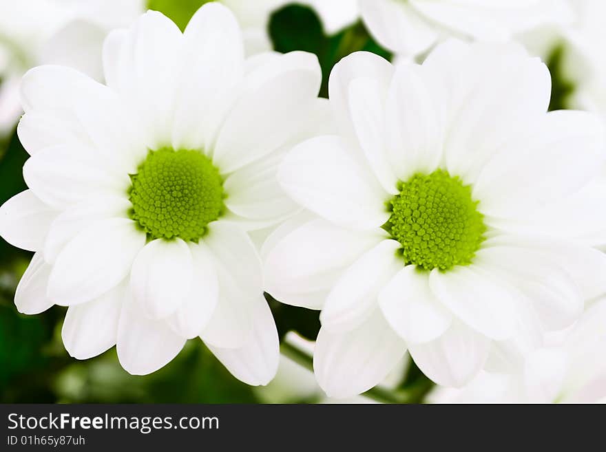 Beautiful white chrysanthemum flowers with green centre