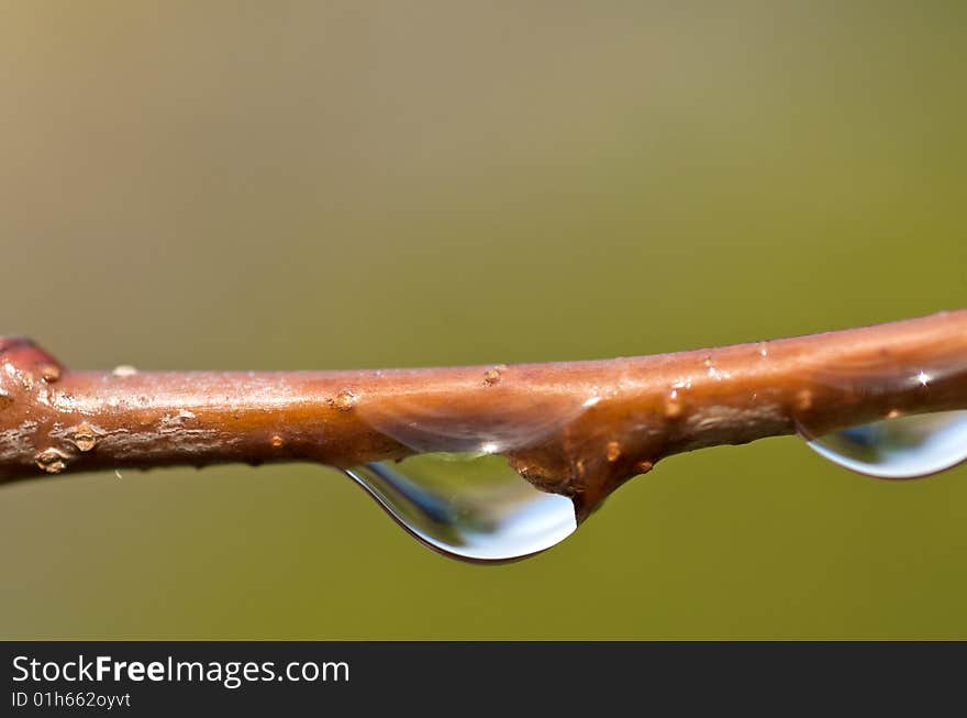 Close up of a water dew on a tree branch. Close up of a water dew on a tree branch