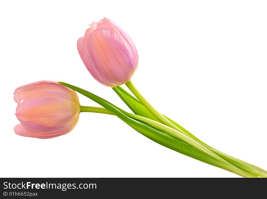 Two tulips