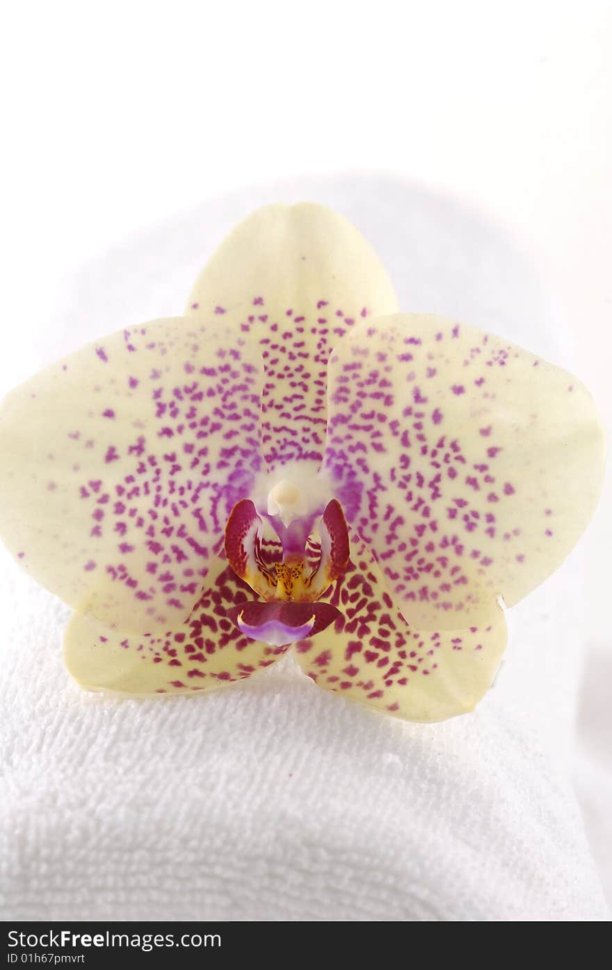 Beautiful orchid , towel on mat. Beautiful orchid , towel on mat