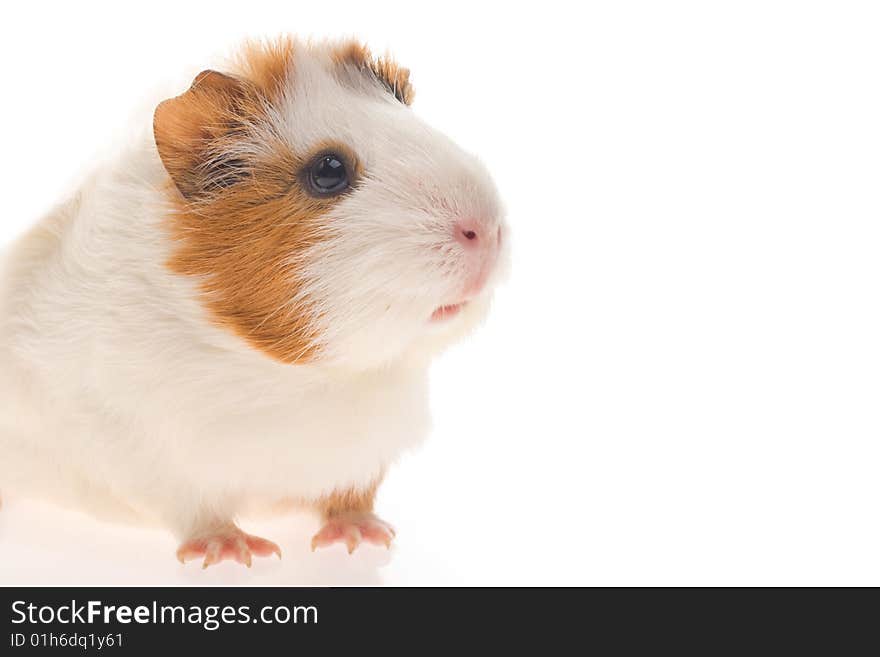 Guinea pig