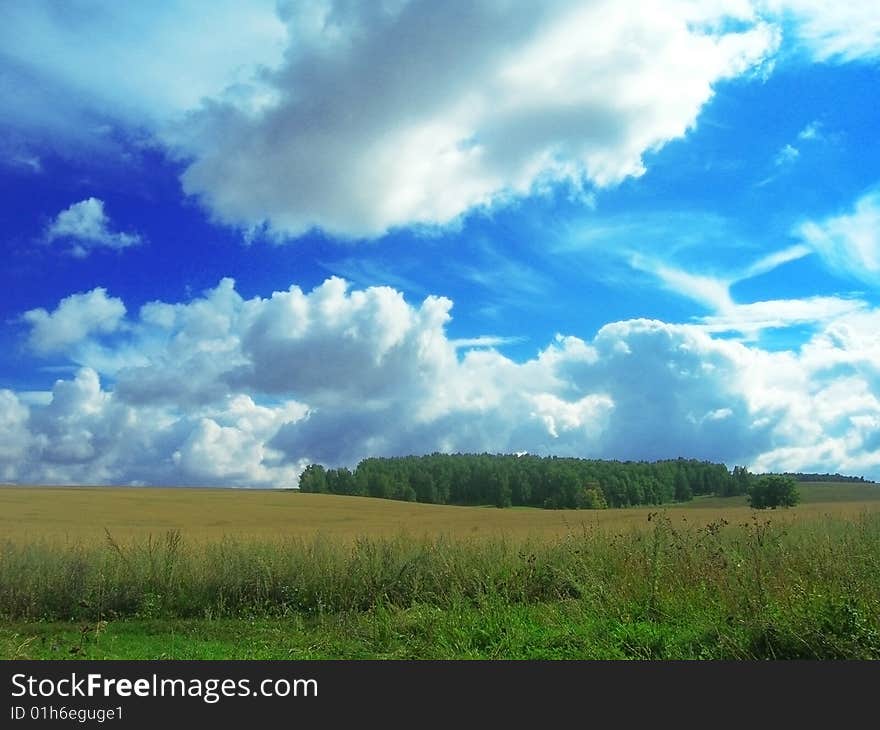 Wheat field and little forest