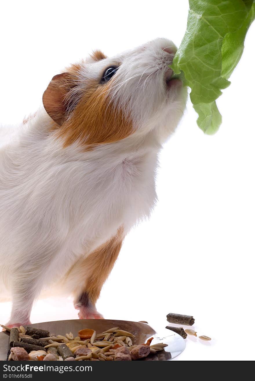 Guinea pig on a white background