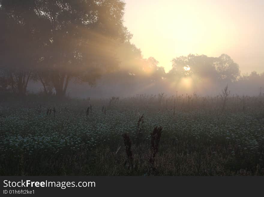 Field of colours early in morning