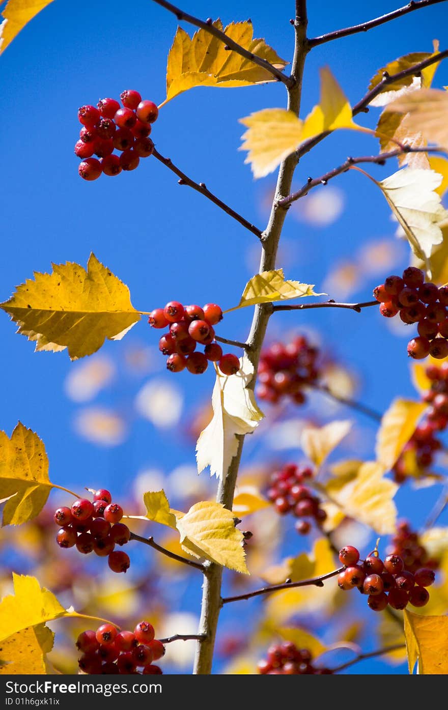 The red Mountain ash,the yellow leafs and the blue sky