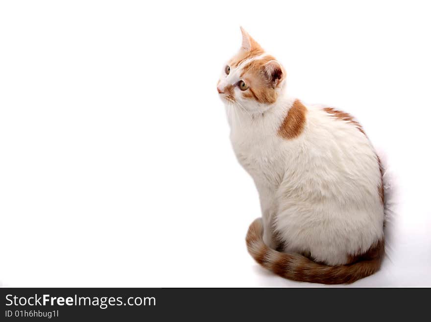 Cute cat isolated on white background. Cute cat isolated on white background.