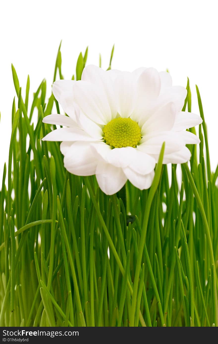 Beautiful white daisy with yellow centre in green grass on pure white background. Beautiful white daisy with yellow centre in green grass on pure white background.